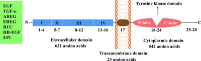 Mechanism of Lethal Skin Toxicities Induced by Epidermal Growth Factor Receptor Inhibitors and Related Treatment Strategies